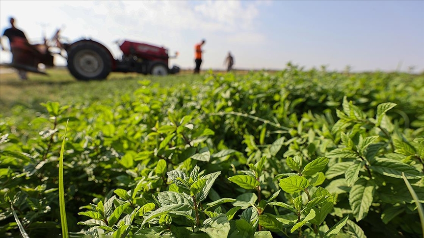 Thumbs B C D3E60539525Ac087D7Efb2545D09201F