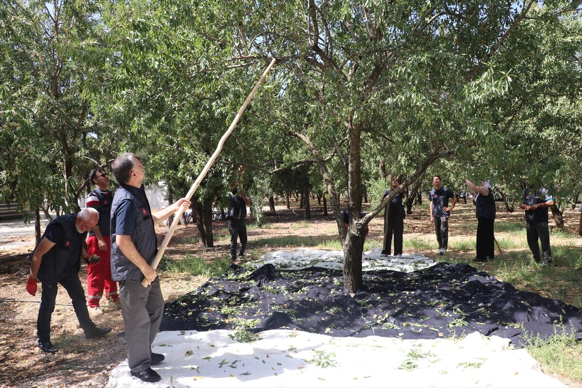 Gaziantep’te hasat heyecanı! Geliri hayır işlerinde kaynak oluyor