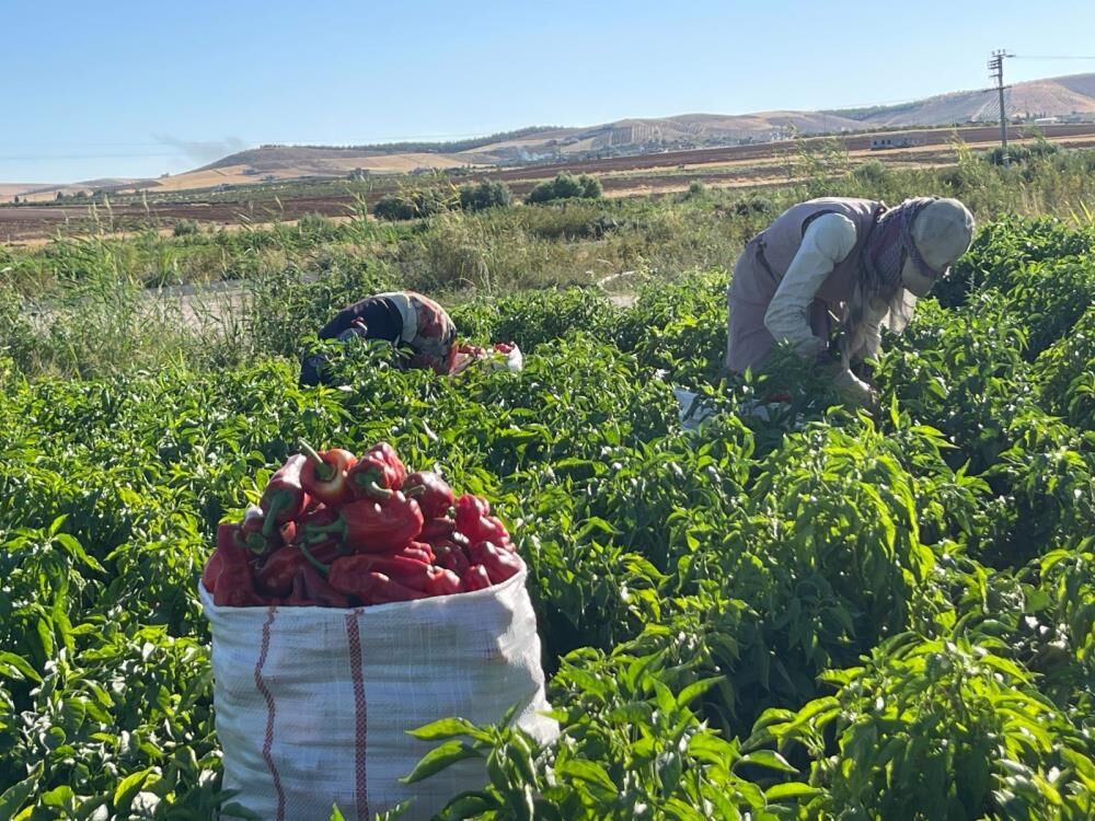 Tarlalardan sofralara acı yolculuk başladı! Hareketlilik en üst seviyeye ulaştı