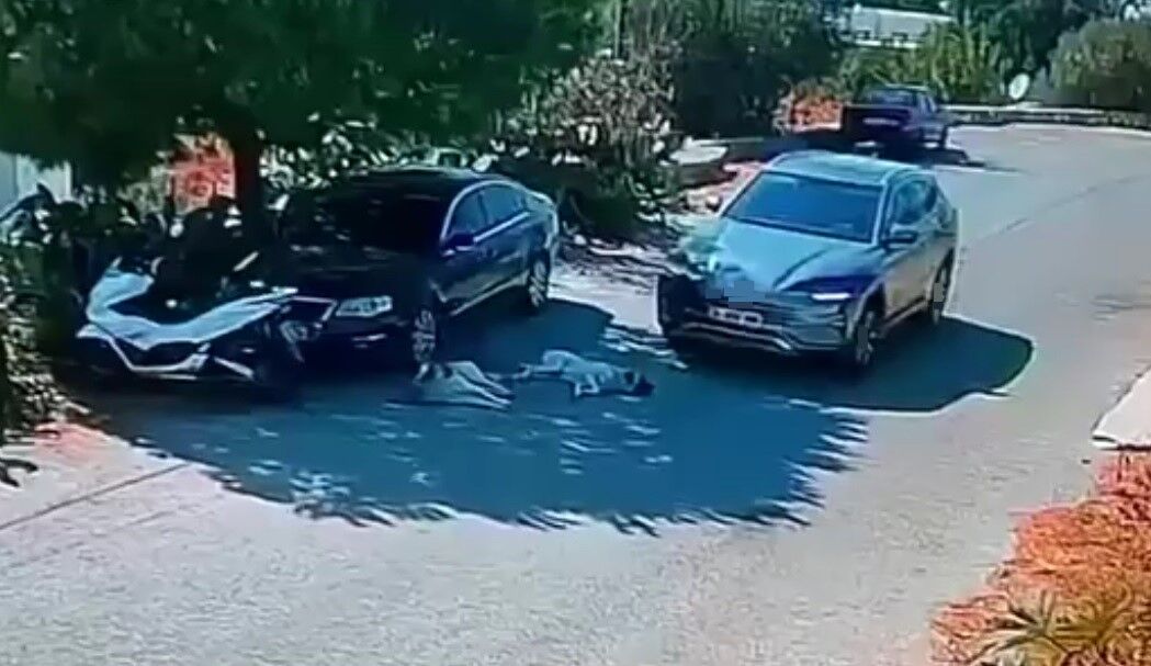 Otomobiliyle köpeklerin üzerinden geçti! O anlar kamerada…