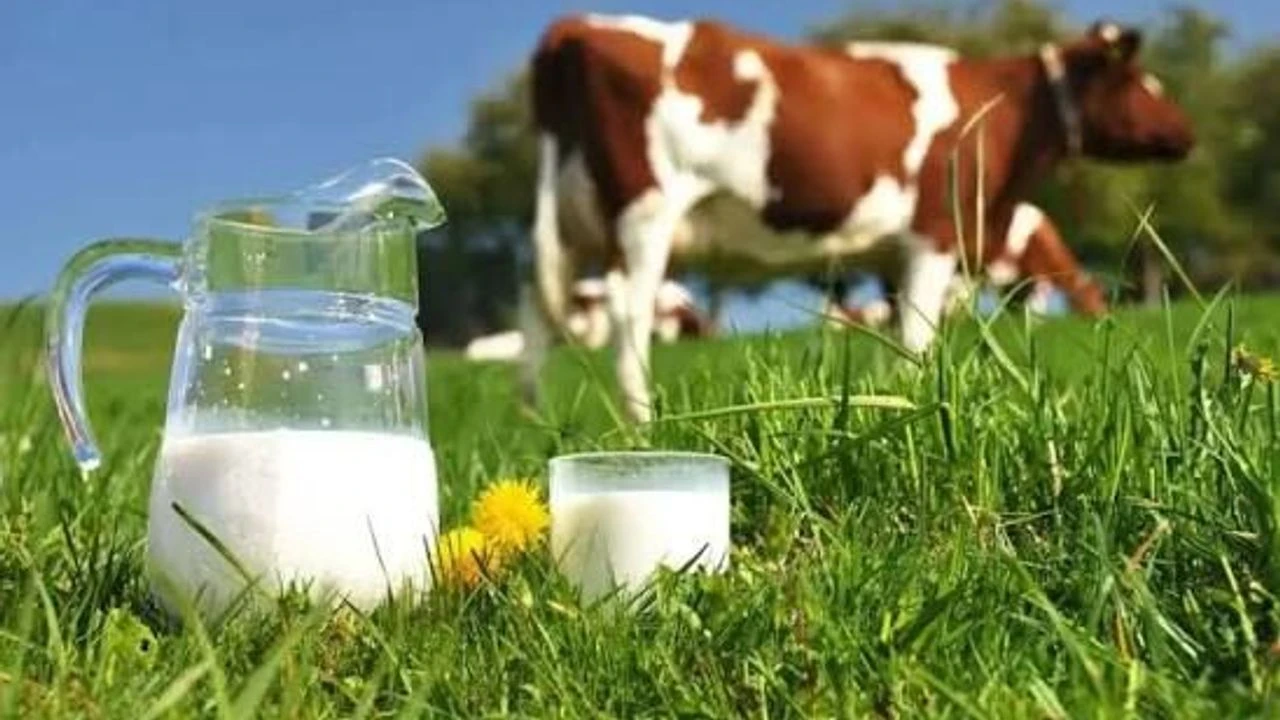 TÜİK verileri paylaştı! 987 bin 634 ton inek sütü toplandı