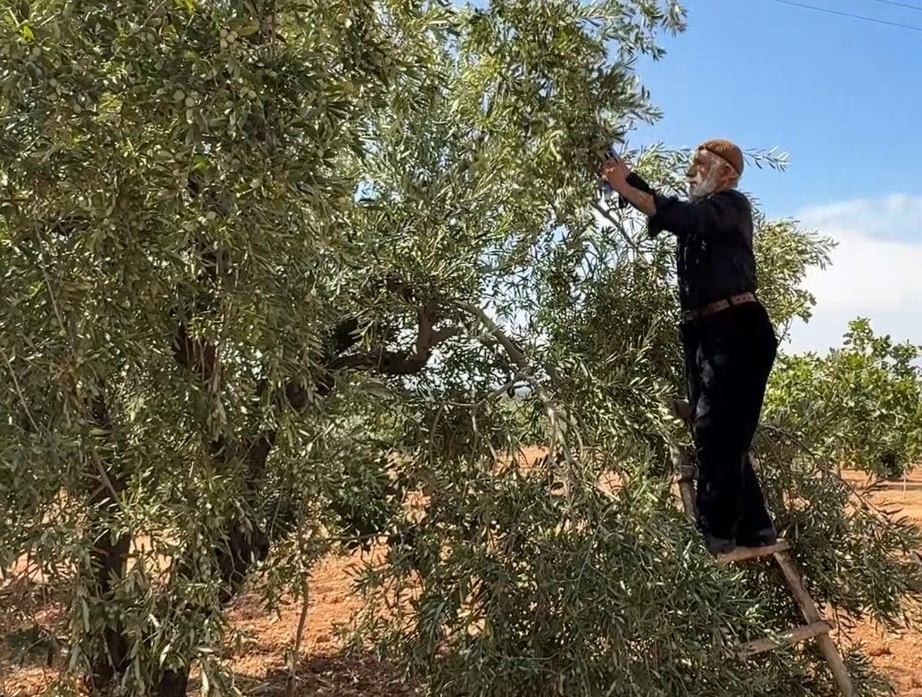 Gaziantep'te sofralık yeşil zeytin hasadı başladı
