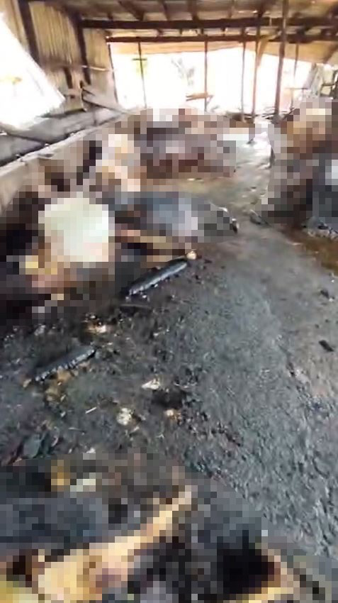 Ahır yangını faciayla sonuçlandı! 24 büyükbaş hayvan telef oldu